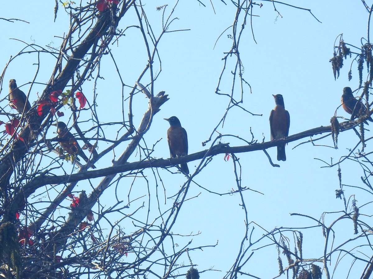 American Robin - ML630063705
