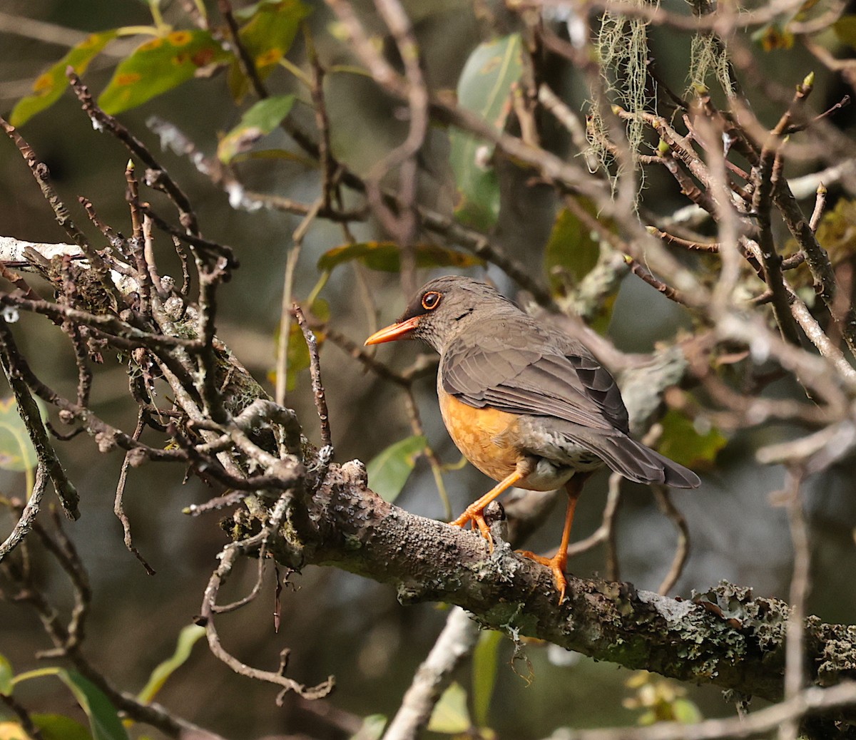 Abyssinian Thrush - ML630063849