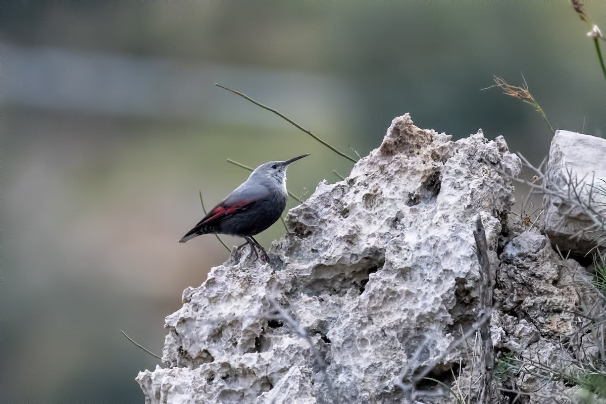 Wallcreeper - ML630063870