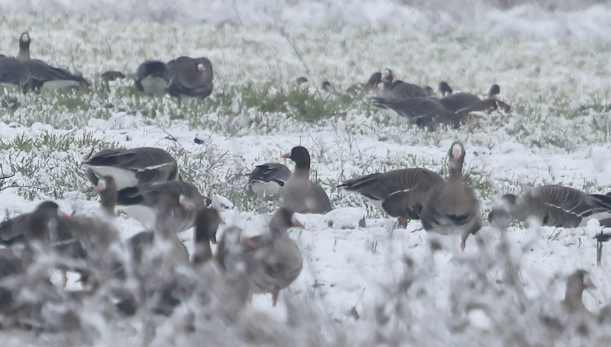 Lesser White-fronted Goose - ML630063877