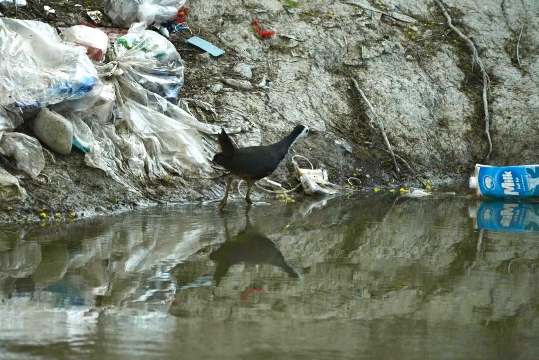 White-breasted Waterhen - ML630063913