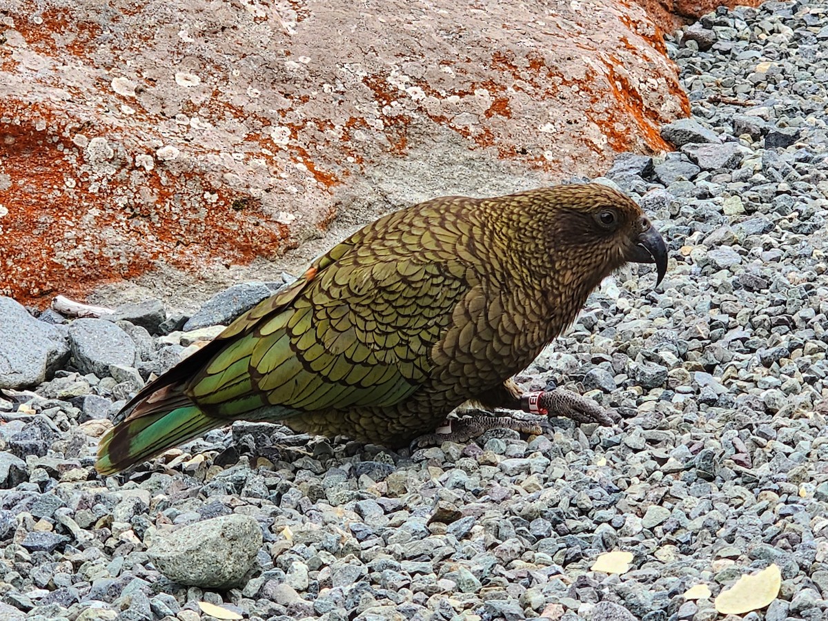 kea - ML630063914