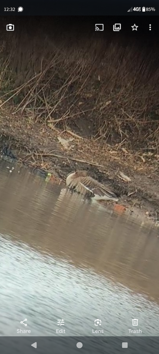 husa běločelá - ML630064140