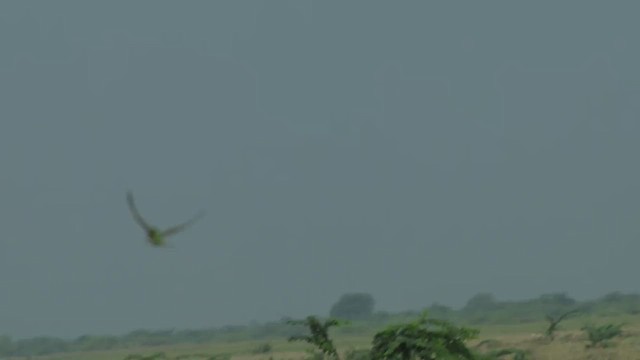 Цэнхэр шанаат зөгийч - ML630064173