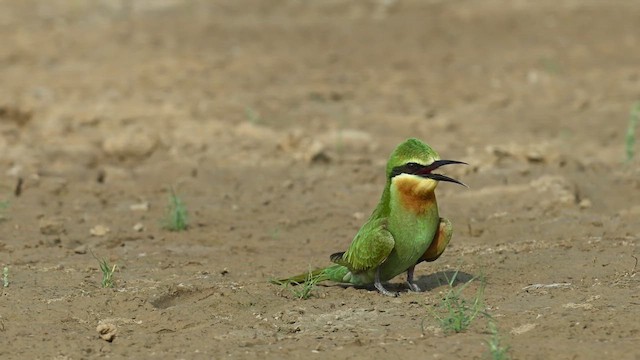 Цэнхэр шанаат зөгийч - ML630064175
