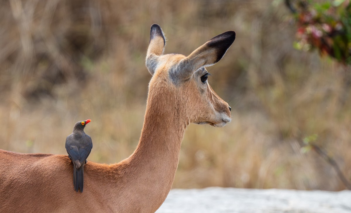 Red-billed Oxpecker - ML630064257