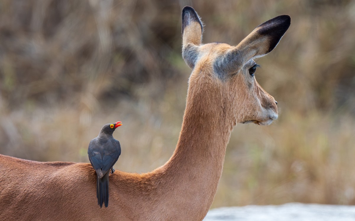 Red-billed Oxpecker - ML630064282