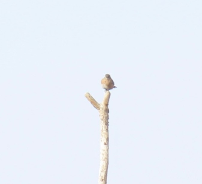 Eastern Bluebird - ML630064849