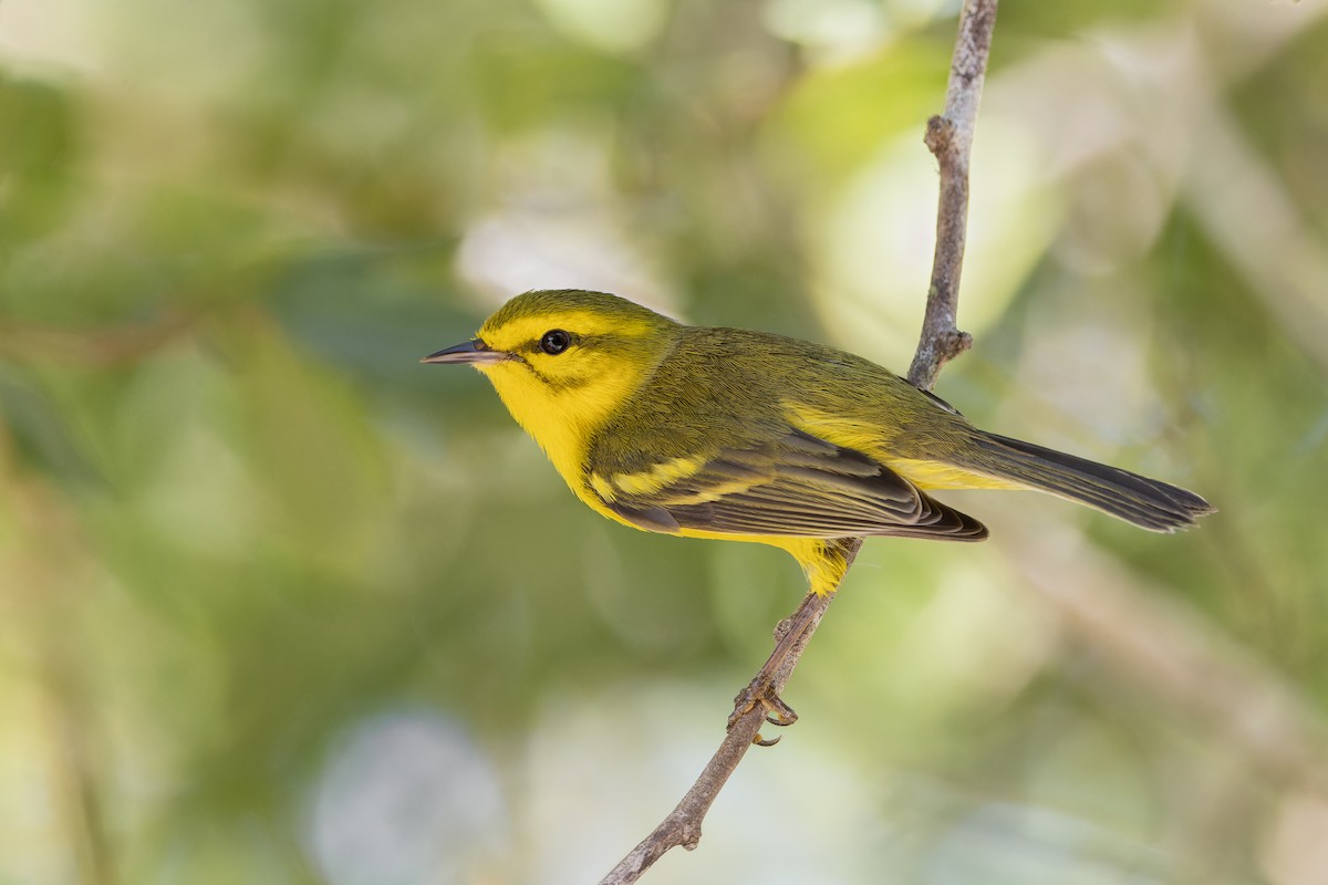 Vitelline Warbler - ML630065052