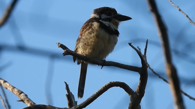 Russet-throated Puffbird - ML630065355