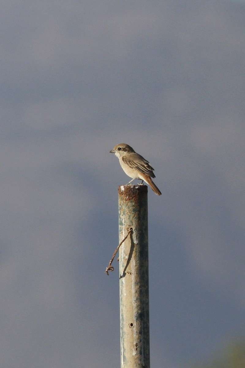 Isabelline Shrike - ML630065478