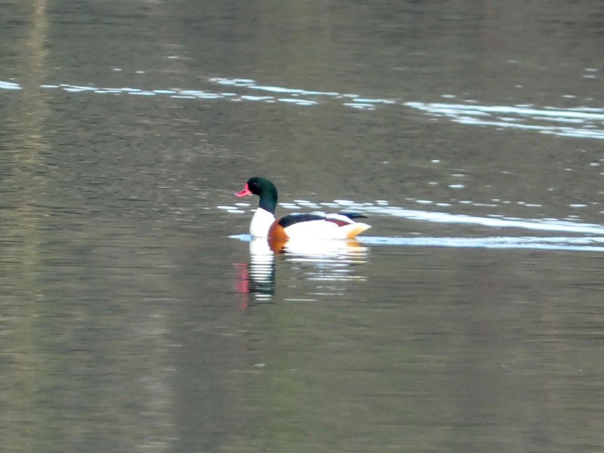 Common Shelduck - ML630065544