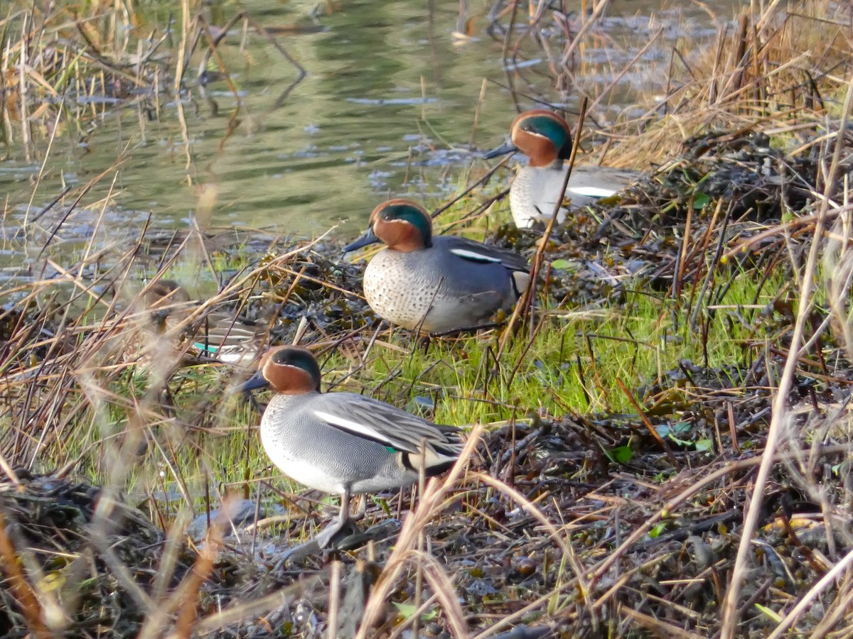 Green-winged Teal (Eurasian) - ML630065610