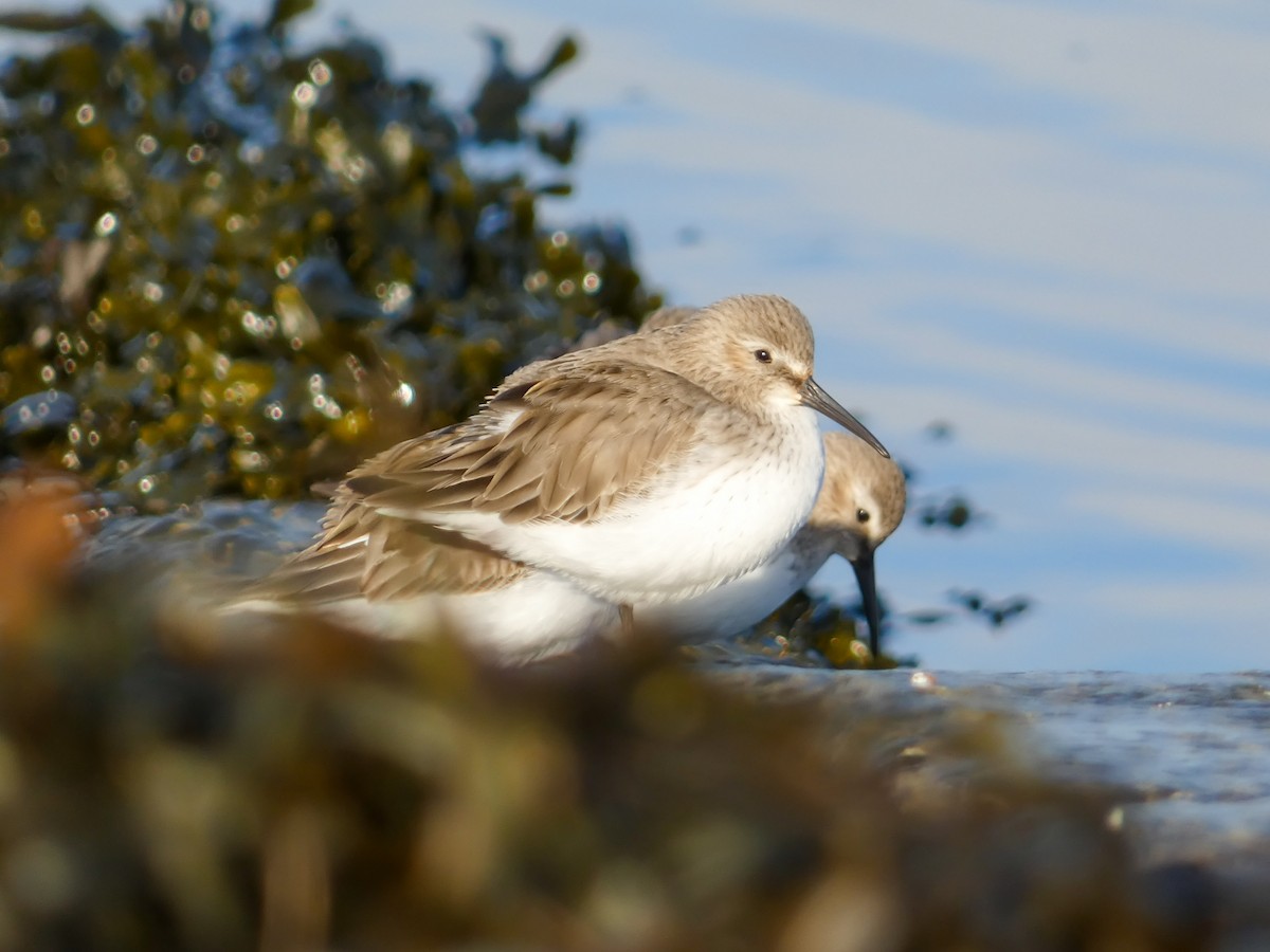 Dunlin - ML630065653