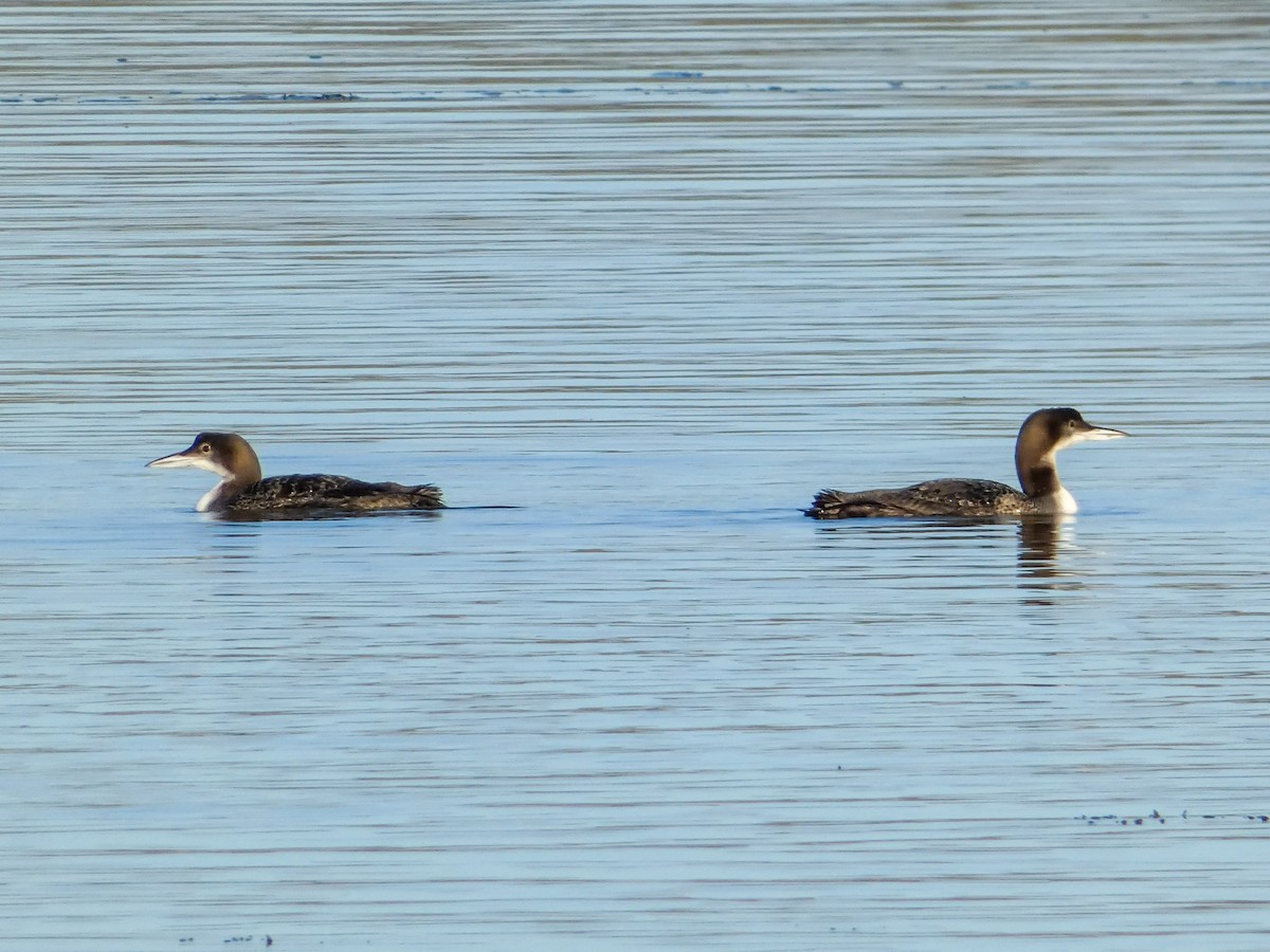 Common Loon - ML630065692