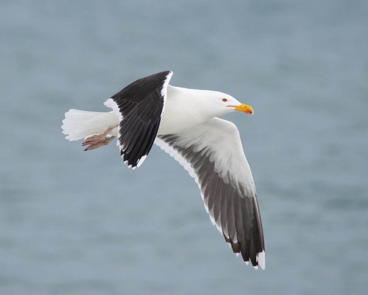 Great Black-backed Gull - ML630065728