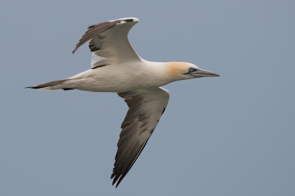 Northern Gannet - ML630065746