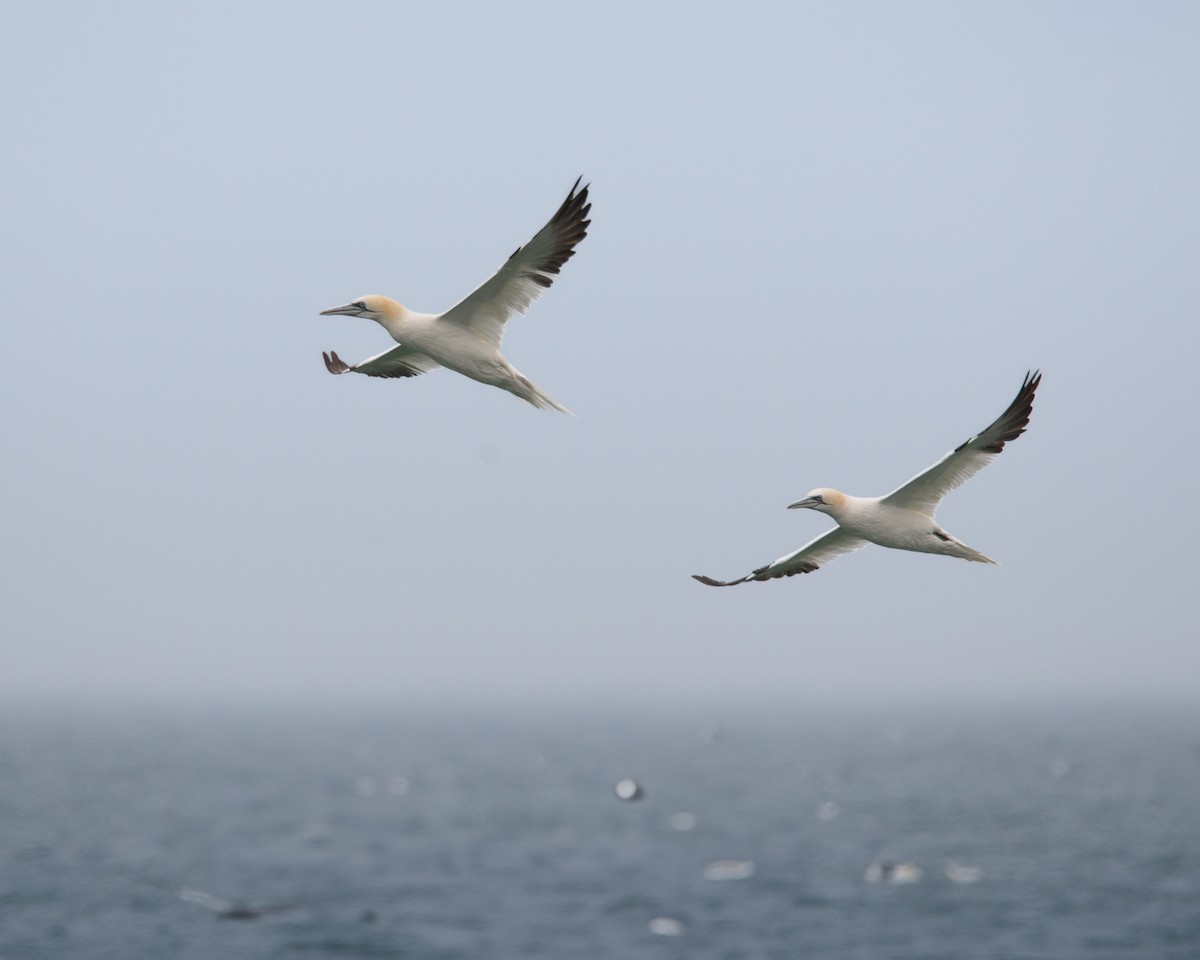 Northern Gannet - ML630065747