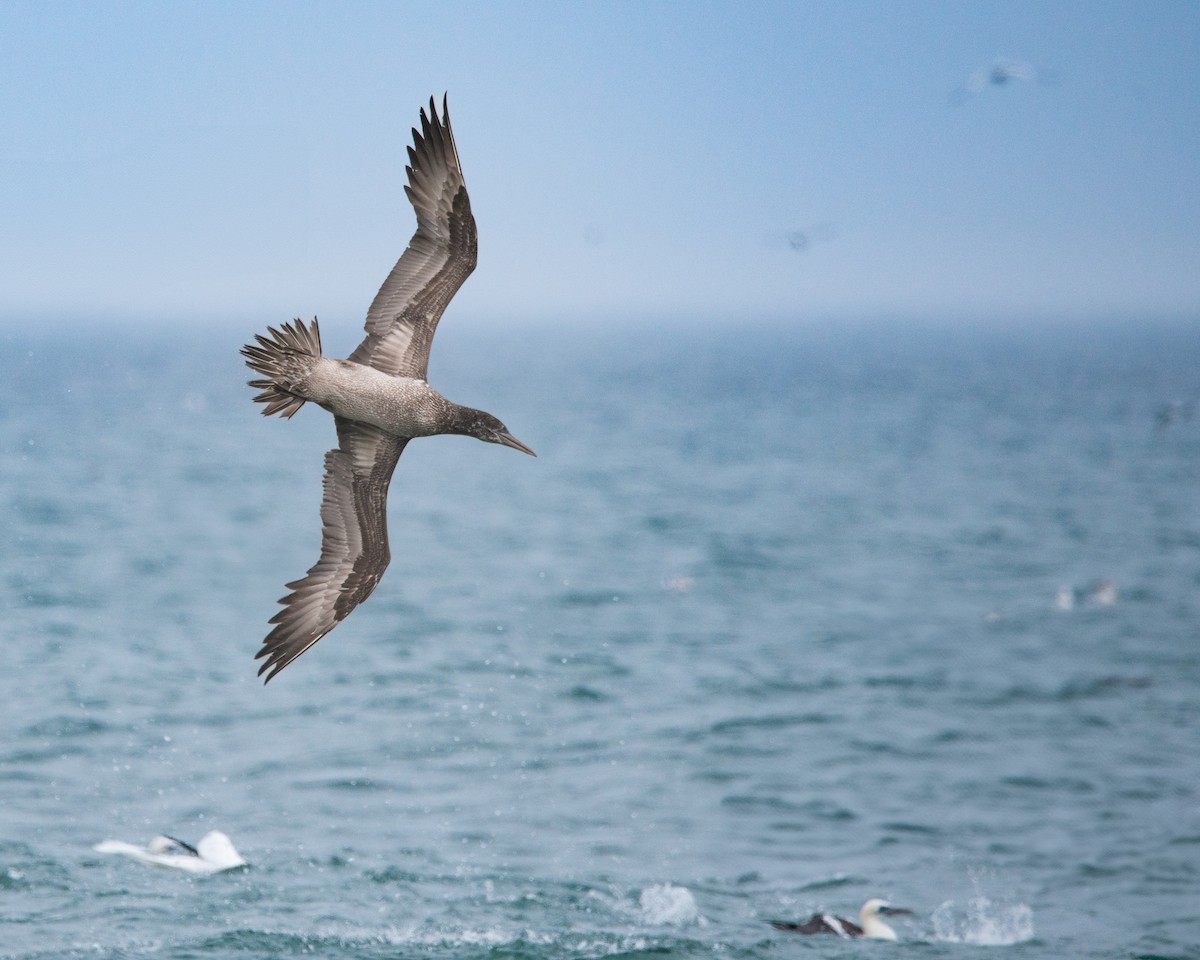 Northern Gannet - ML630065748