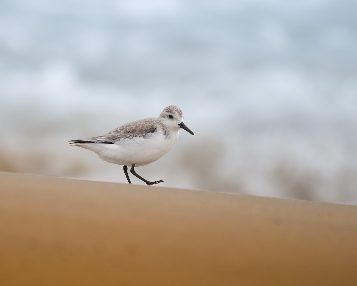 Sanderling - ML630065757
