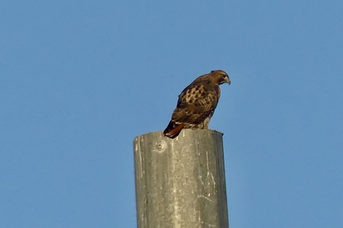 Red-tailed Hawk - ML630065867