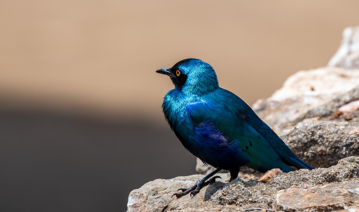 Greater Blue-eared Starling - ML630065951