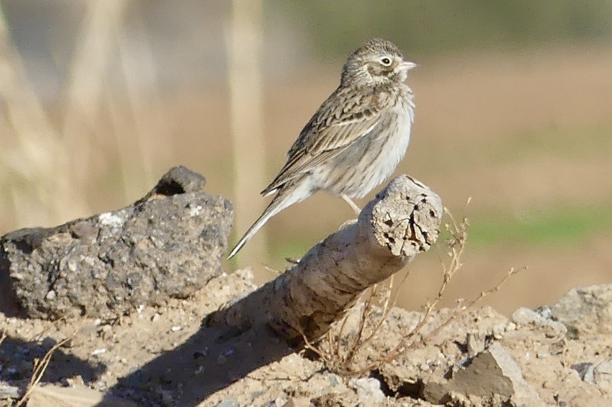 Vesper Sparrow - ML630065961