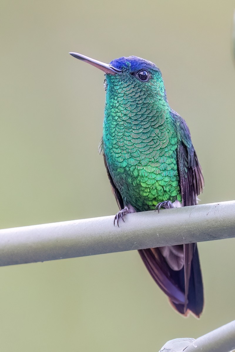 Indigo-capped Hummingbird - ML630066103