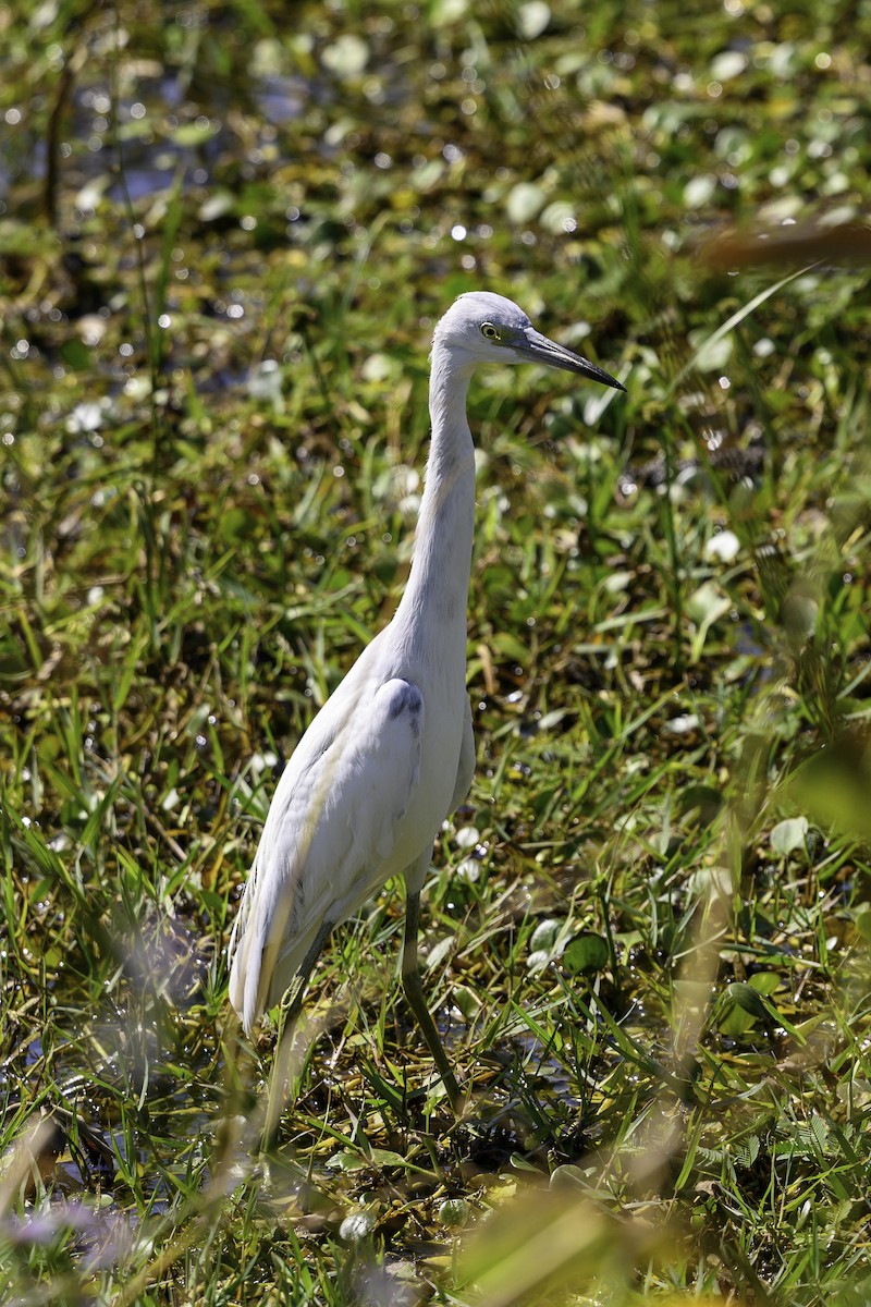 Little Blue Heron - ML630066165
