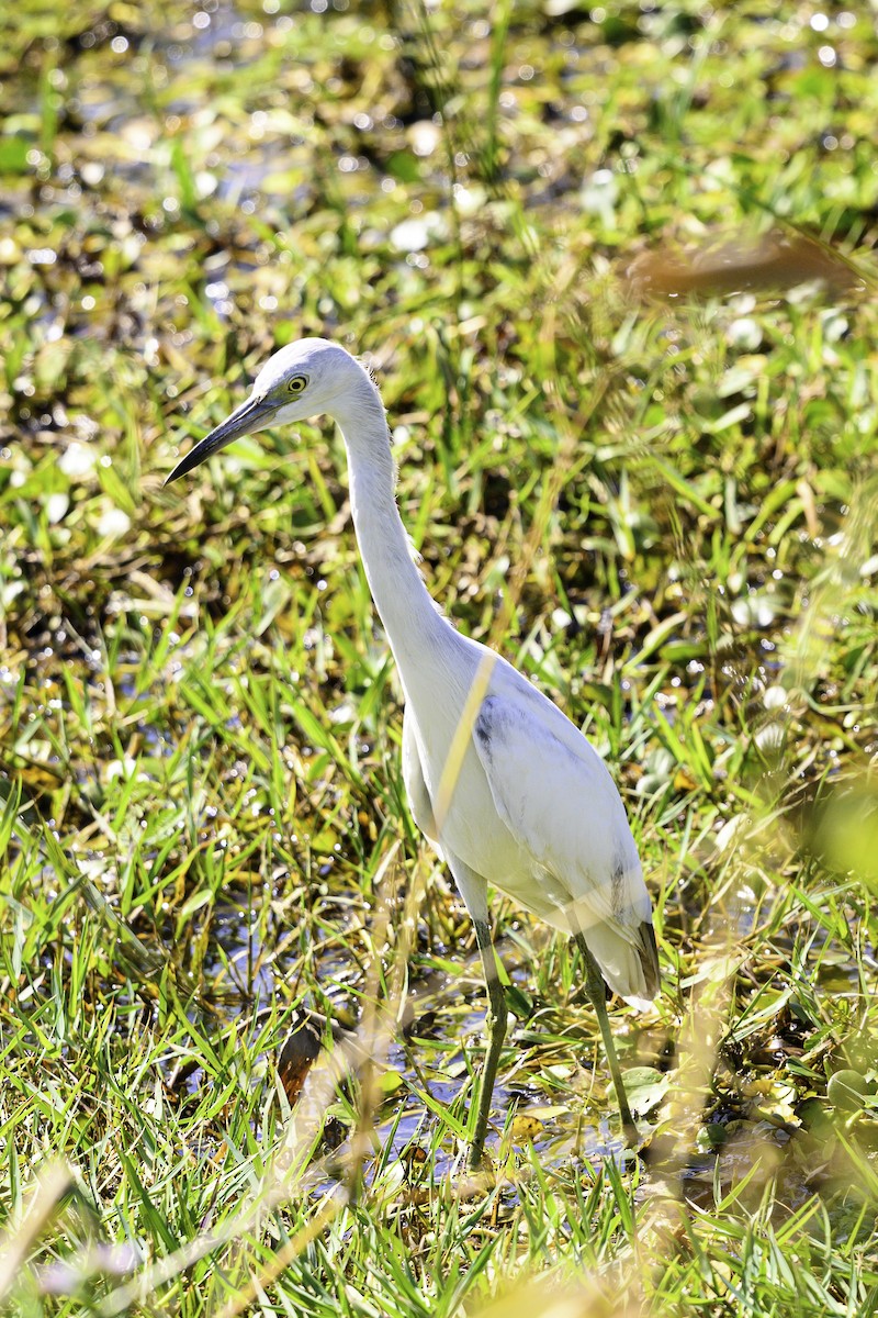Little Blue Heron - ML630066166