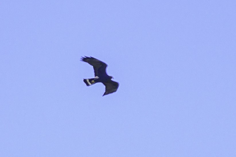Zone-tailed Hawk - ML630066199