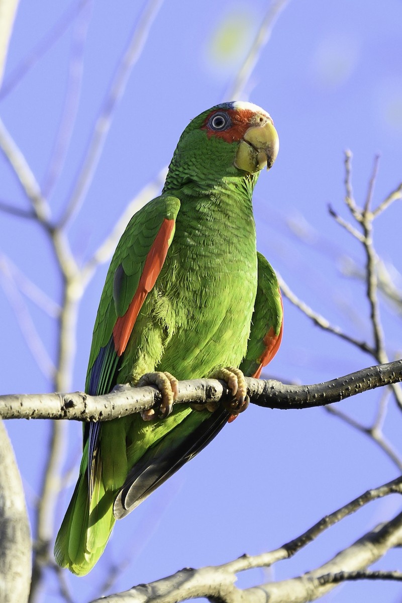 White-fronted Amazon - ML630066212