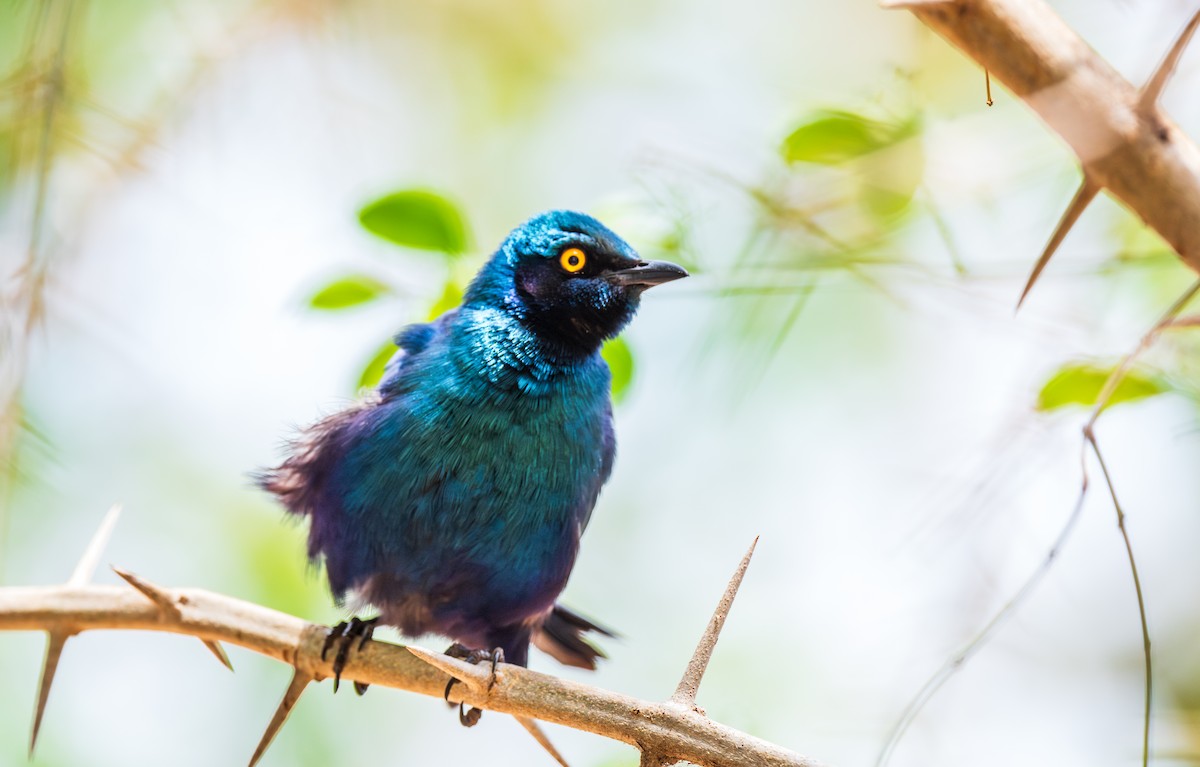 Greater Blue-eared Starling - ML630066266