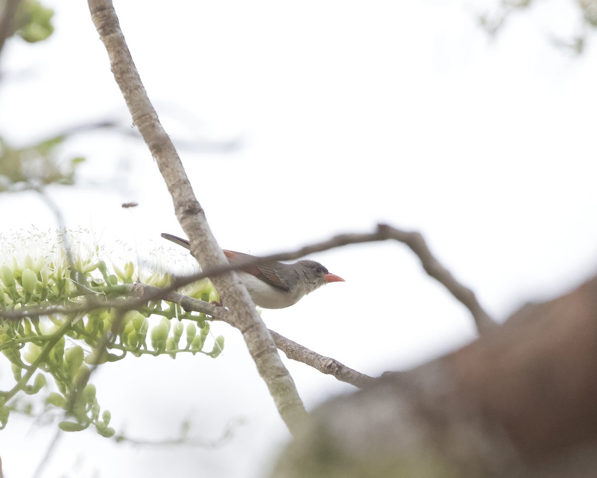 Red-headed Weaver (Northern) - ML630066340