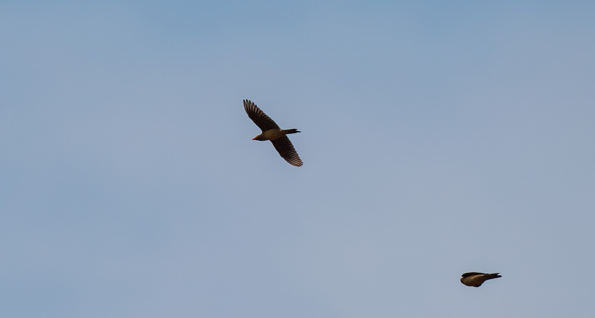 Red-billed Oxpecker - ML630066376