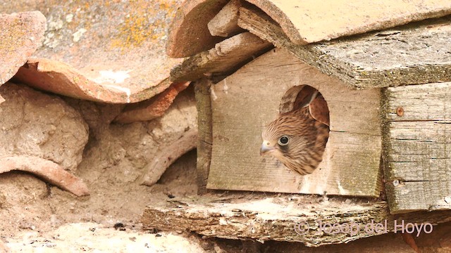 Lesser Kestrel - ML630066540
