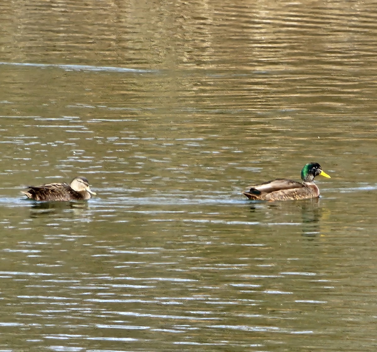Mallard x American Black Duck (hybrid) - ML630066582
