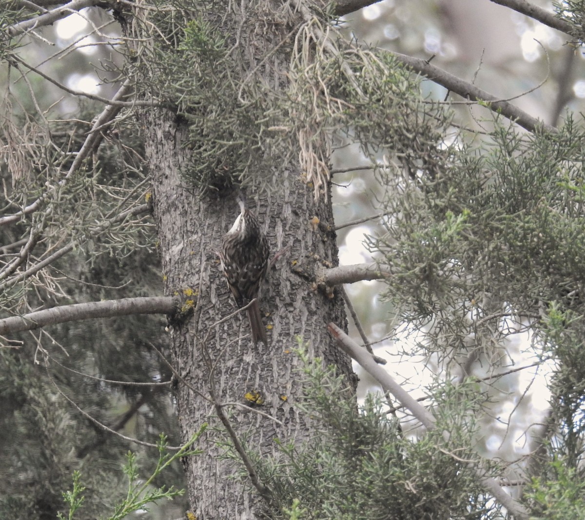 Short-toed Treecreeper - ML630066685