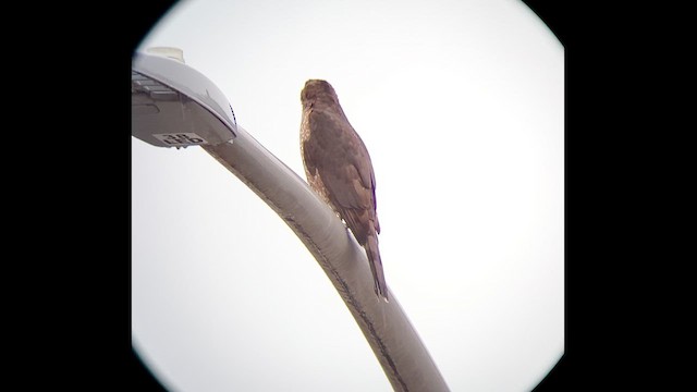 Cooper's Hawk - ML630067041