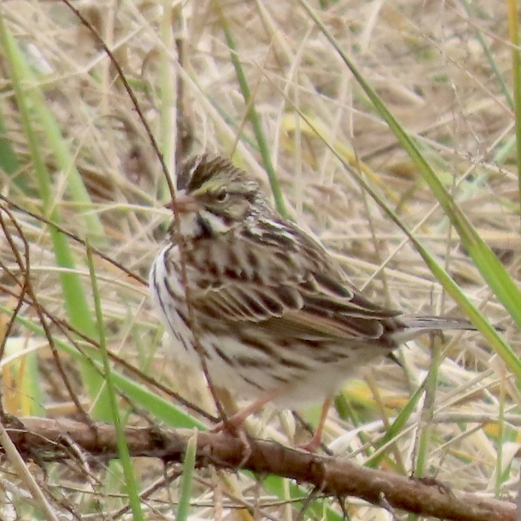 Savannah Sparrow - ML630067042