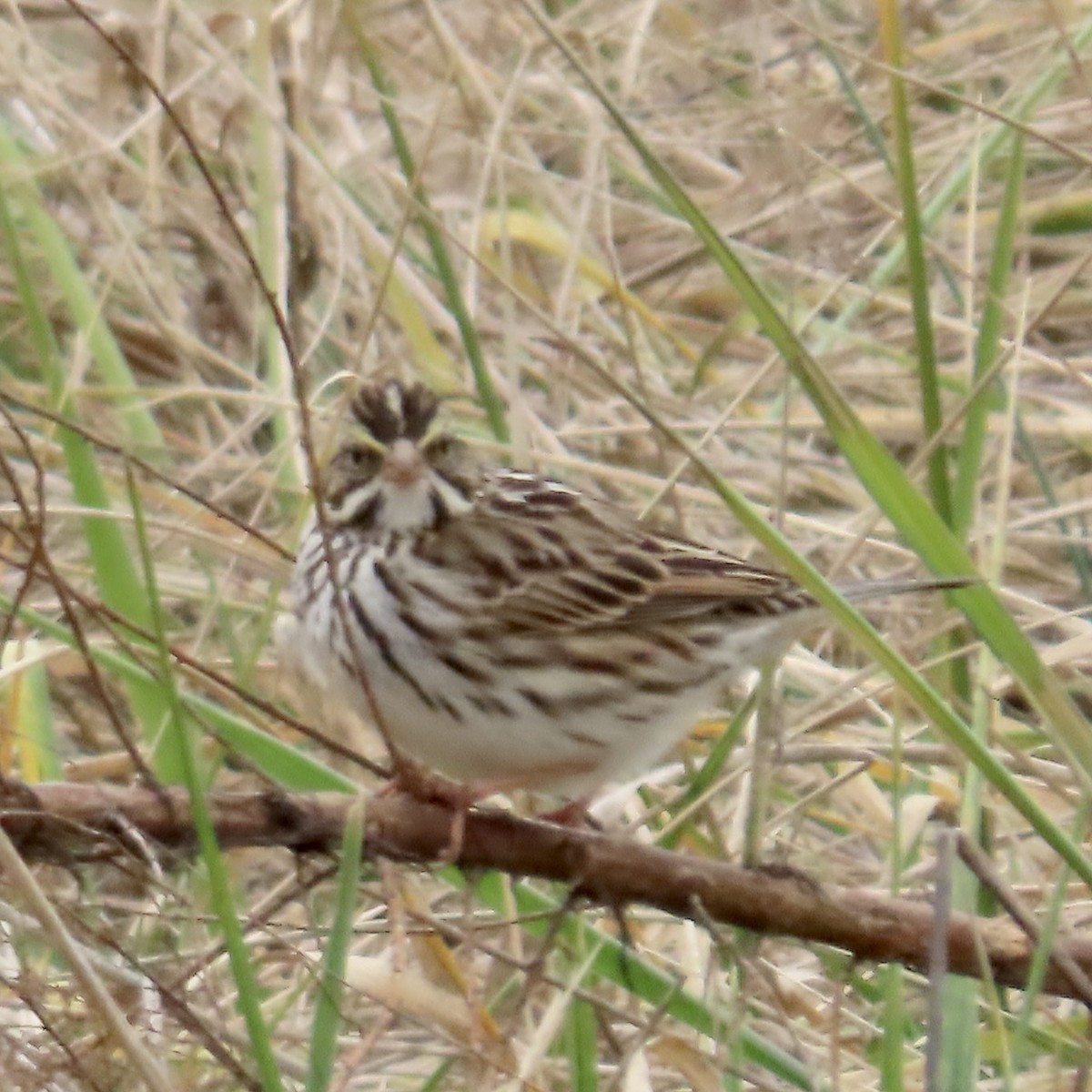 Savannah Sparrow - ML630067043