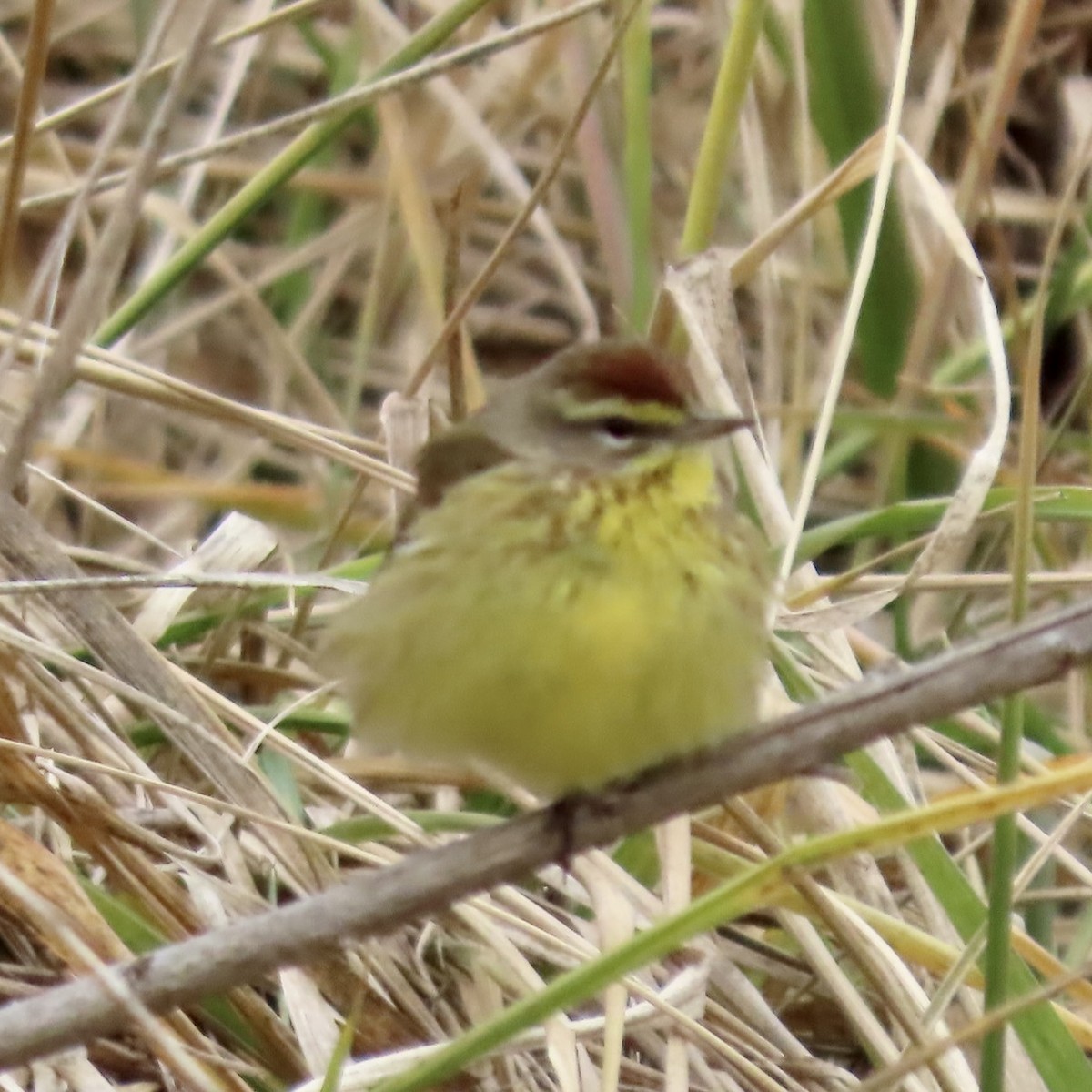 Palm Warbler (Yellow) - ML630067066