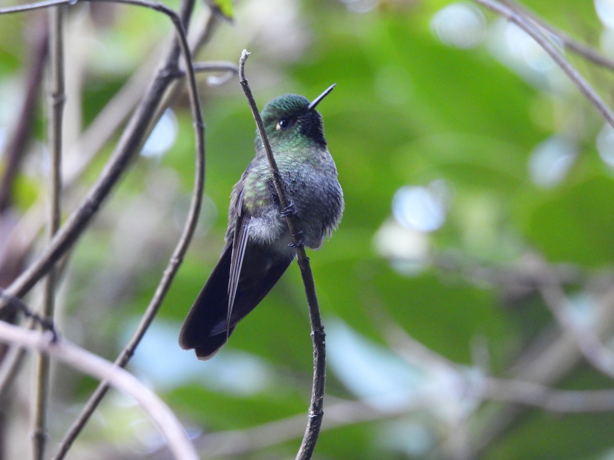 Black-backed Thornbill - ML630067093