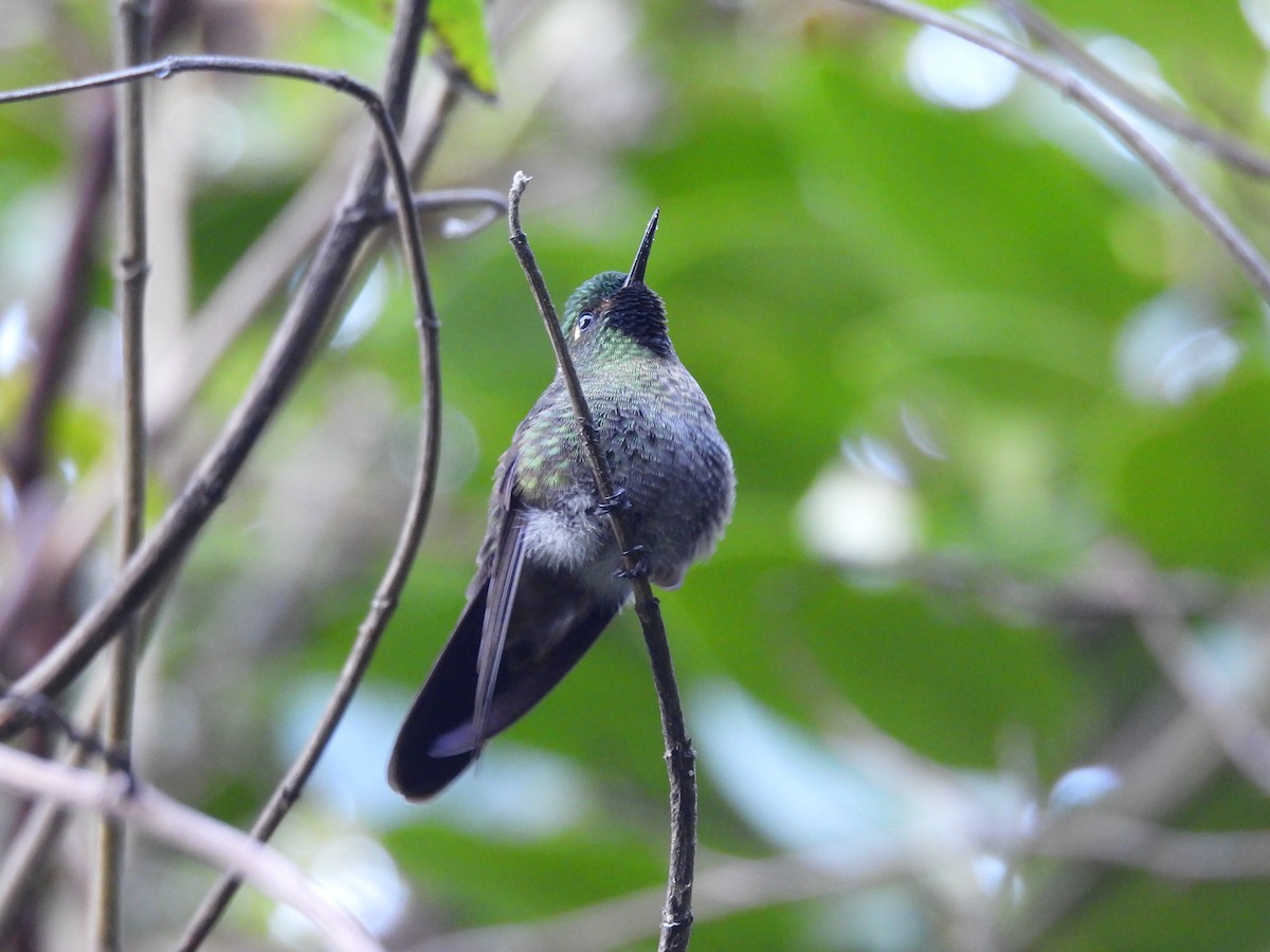 Black-backed Thornbill - ML630067094