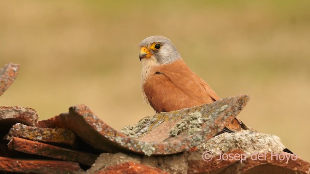 Lesser Kestrel - ML630067294