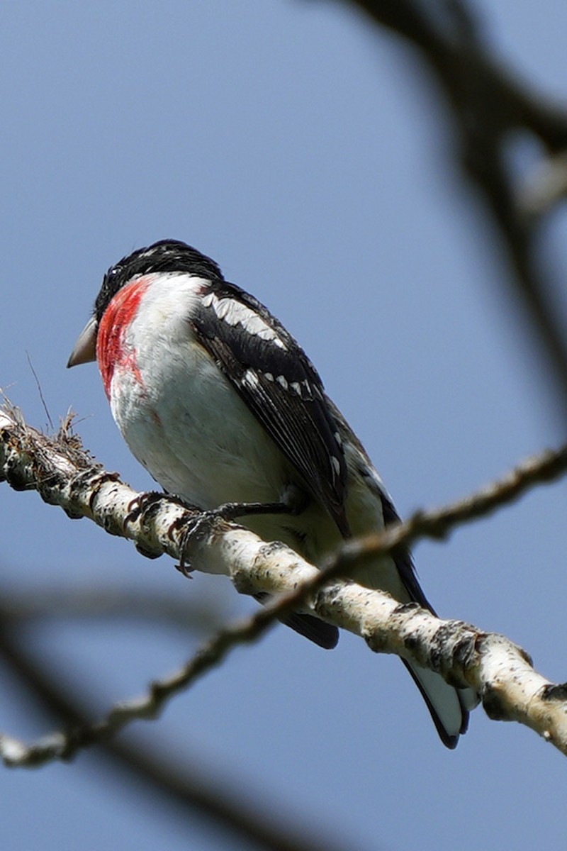 Rose-breasted Grosbeak - ML630067453