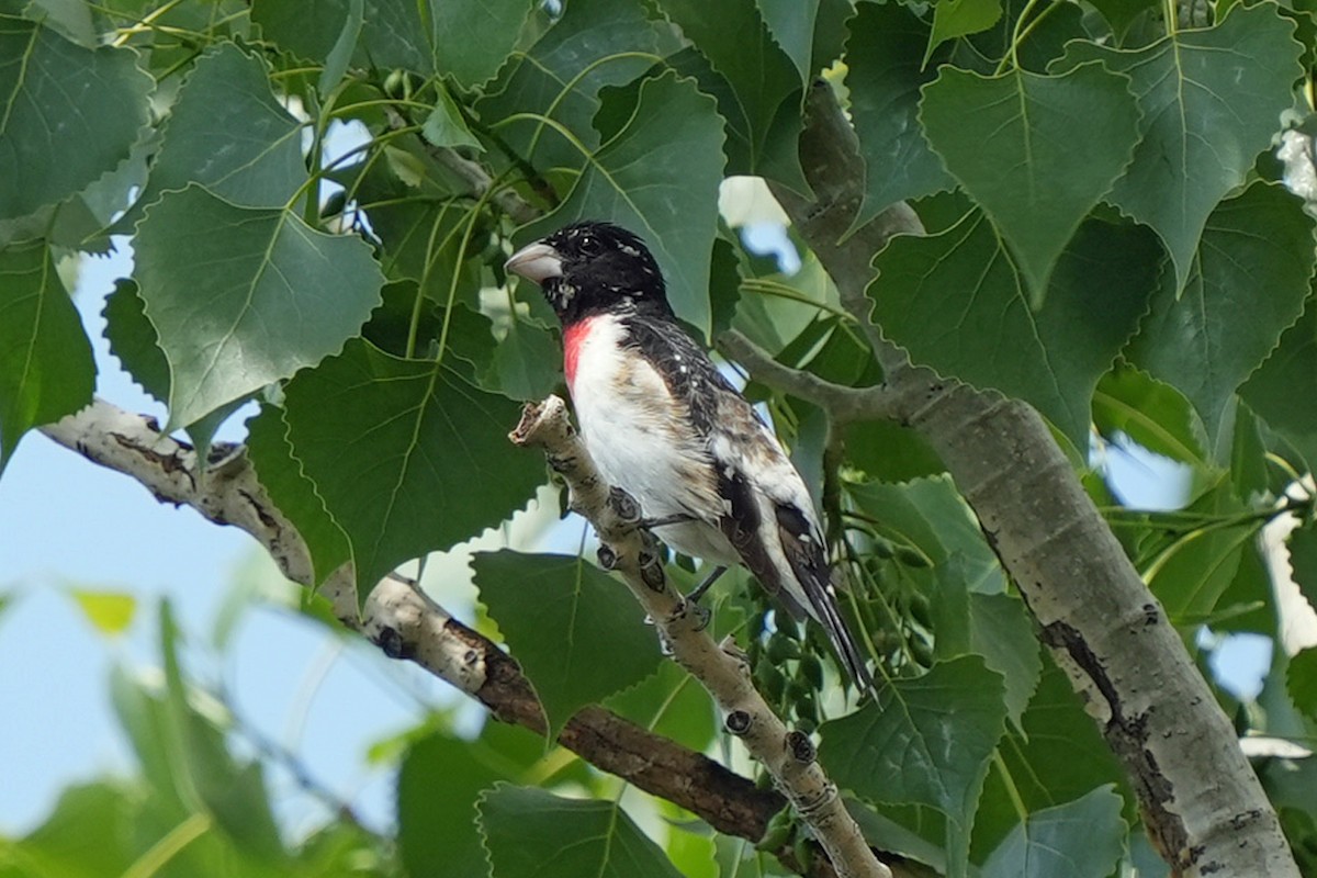 Rose-breasted Grosbeak - ML630067456
