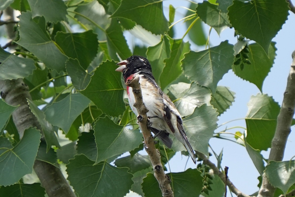 Rose-breasted Grosbeak - ML630067458
