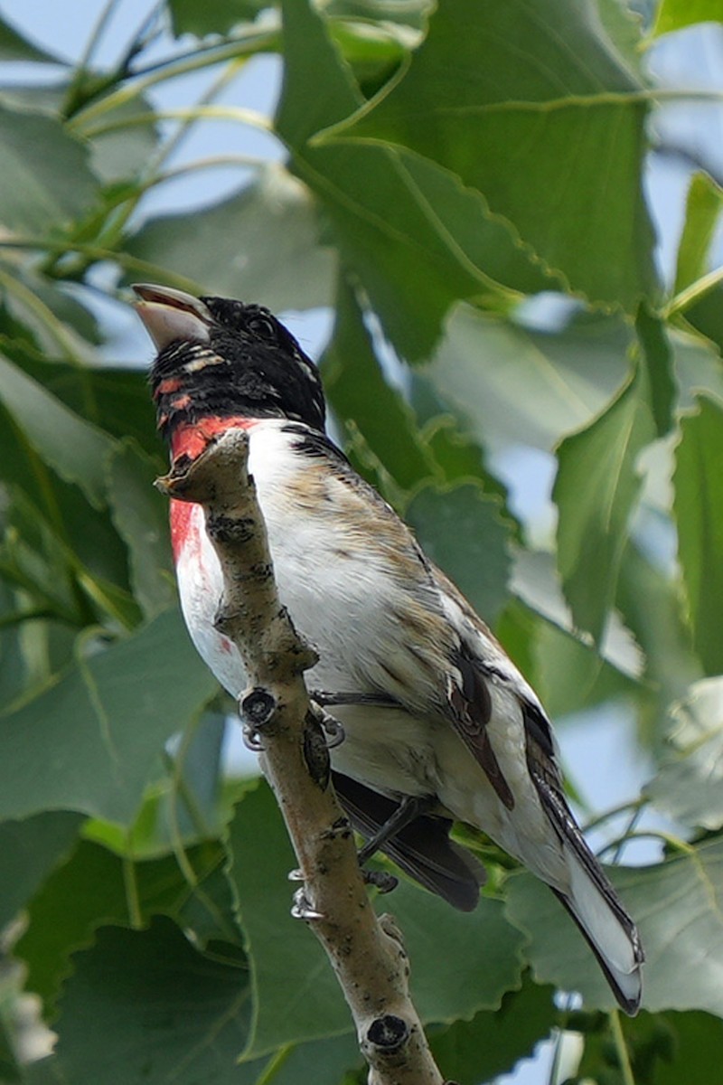 Rose-breasted Grosbeak - ML630067462