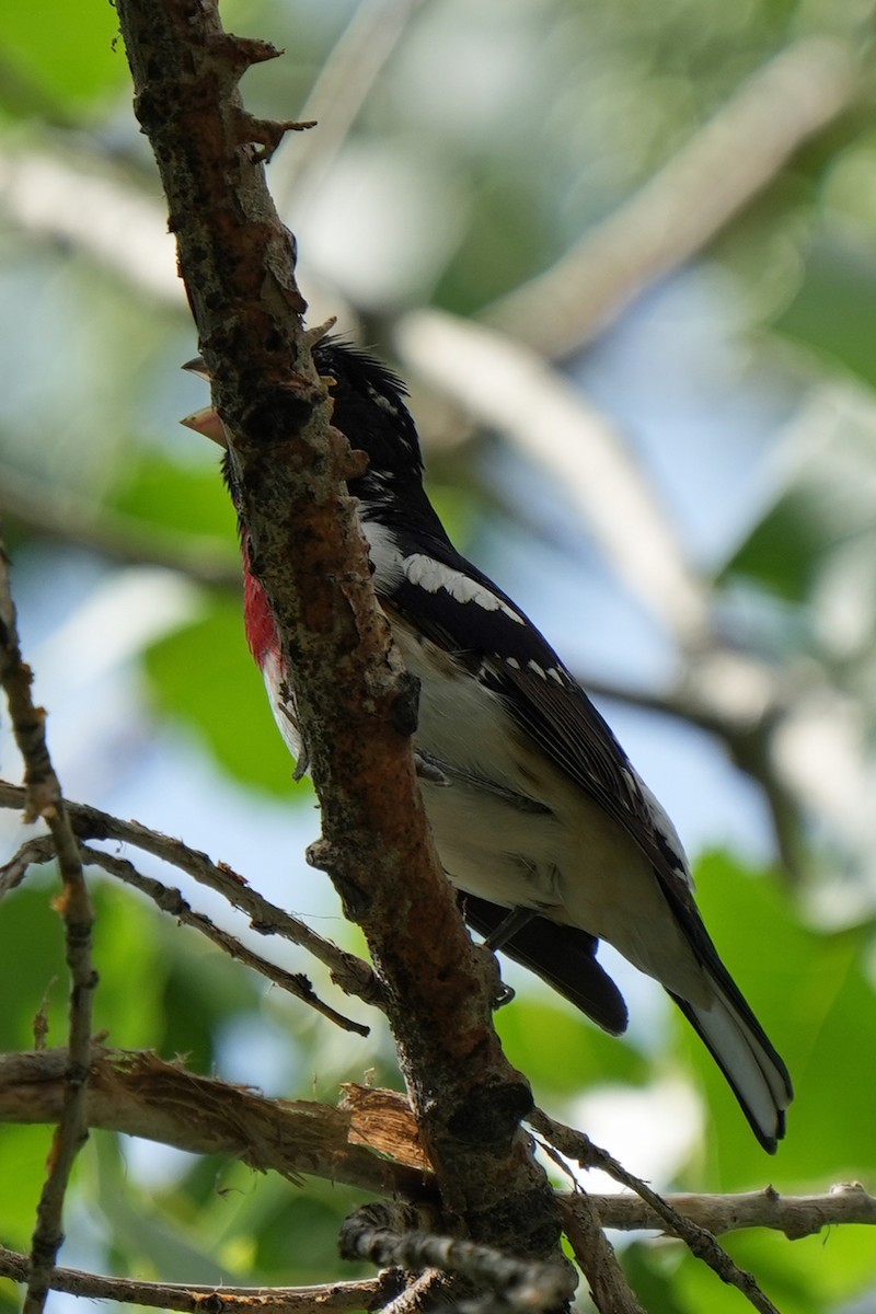 Rose-breasted Grosbeak - ML630067463